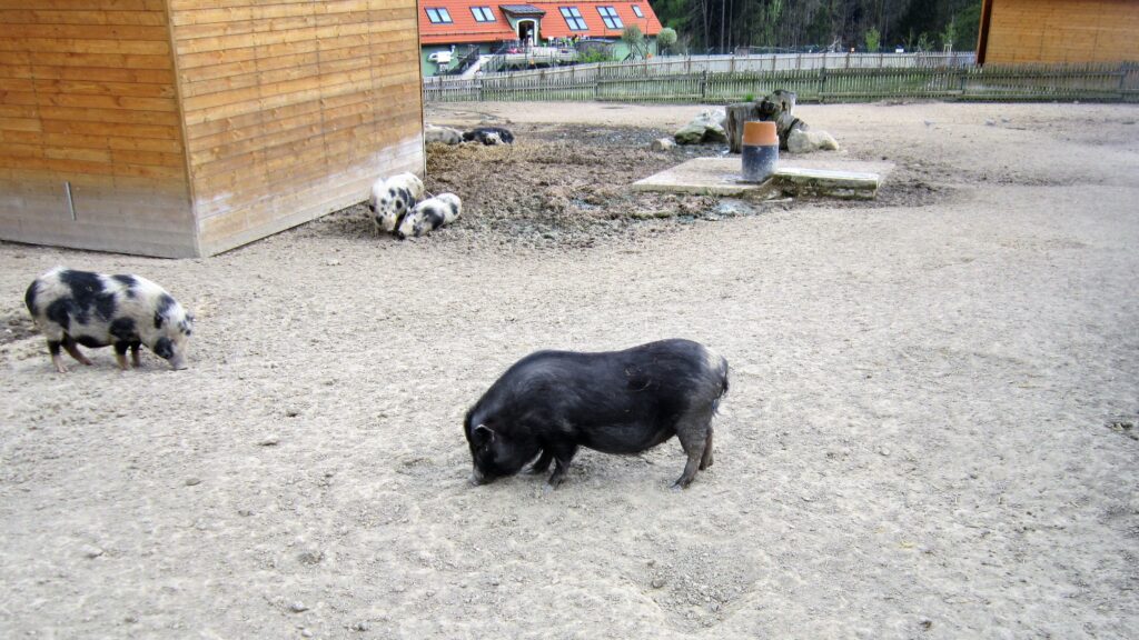 Vyjížďka na kole do ZOO Tábor 4
