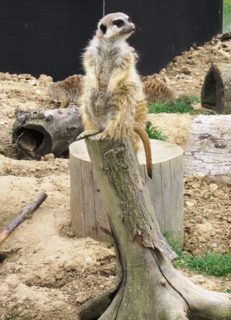 Vyjížďka na kole do ZOO Tábor 10