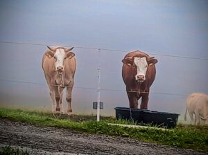 I krávy jsou v mlze.