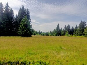 Jizerské louky.