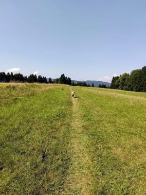 Z České Kubice do Dolního Žandova: 106 km Českým lesem 3