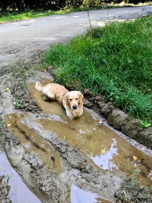 Z České Kubice do Dolního Žandova: 106 km Českým lesem 31
