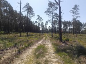 Pohodové lesní cesty v polském vnitrozemí.