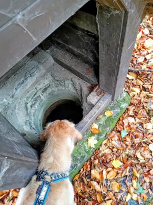 Studánka ze které se ani retrívr nenapije.