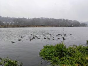 Kachny si podzim na Vltavě evidentně užívají.