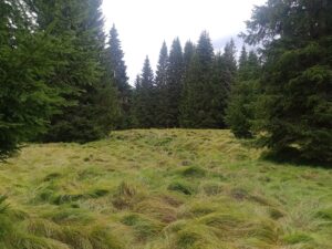Vimperk – Nová Pec, pěšky přes Šumavu 12