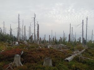 Vimperk – Nová Pec, pěšky přes Šumavu 44