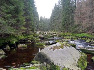 Přechod Šumavy ze Sušice do Černého Kříže 13
