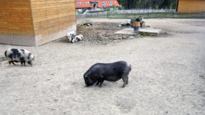 Vyjížďka na kole do ZOO Tábor 30