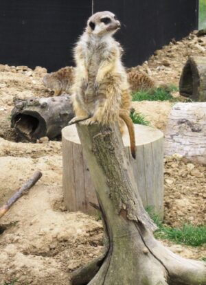Vyjížďka na kole do ZOO Tábor 56