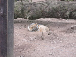 Zoopark Chomutov 3