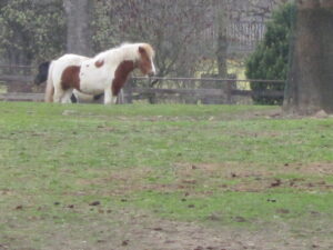 Zoopark Chomutov 16