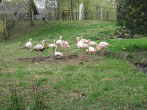 Zoopark Chomutov 34