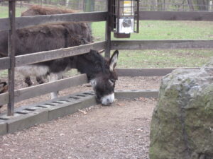Zoopark Chomutov 45