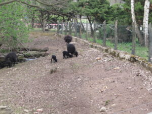 Zoopark Chomutov 55