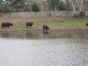 Zoopark Chomutov 64