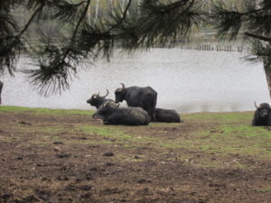 Zoopark Chomutov 70