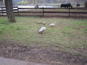 Zoopark Chomutov 81