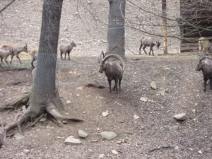 Zoopark Chomutov 94