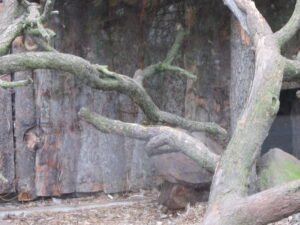 Zoopark Chomutov 103