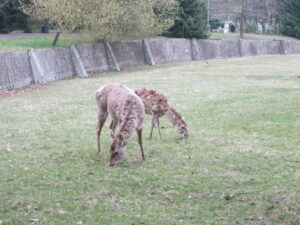 Zoopark Chomutov 106