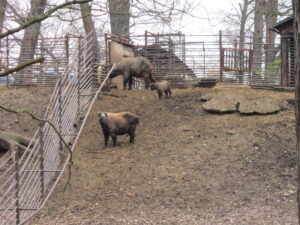 Zoopark Chomutov 107