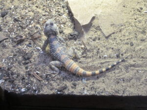 Zoopark Chomutov 111
