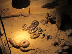 Zoopark Chomutov 113