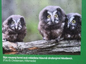 dav Góry Stołowe v dubnu 51