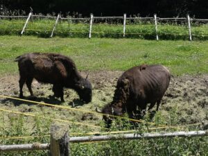 Přes Šumavu na kole: z Železné Rudy do Horní Plané za tři dny 12